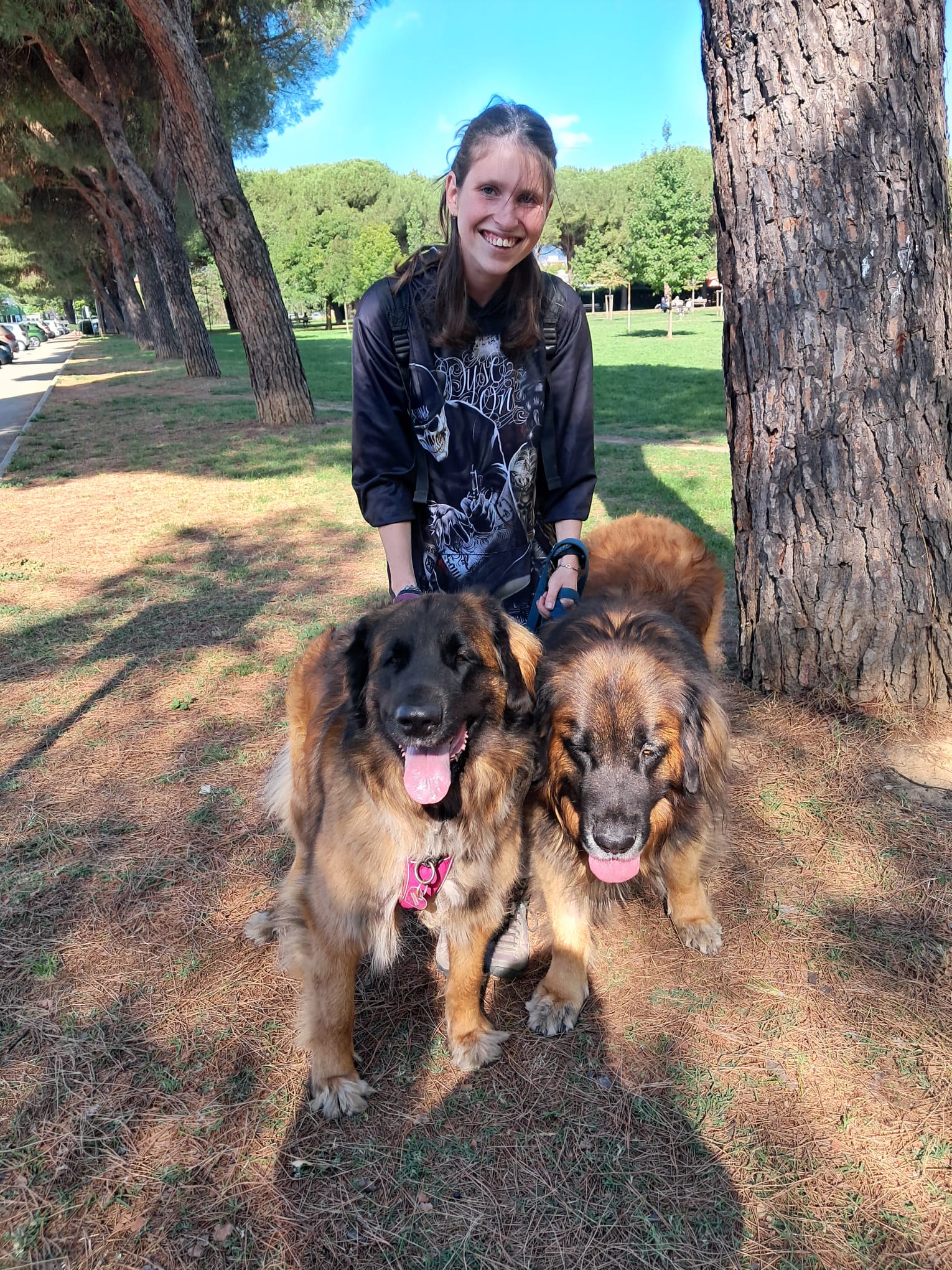 Due grandi cani ospiti al parco