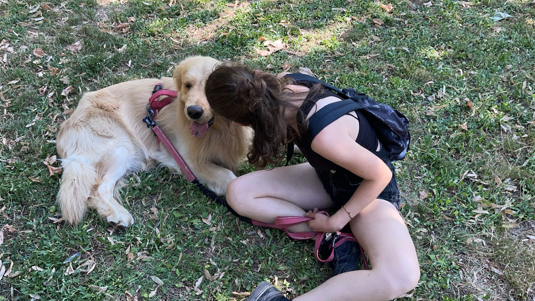 Cane ospite al parco